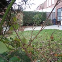 44397_16-tuin.jpg
